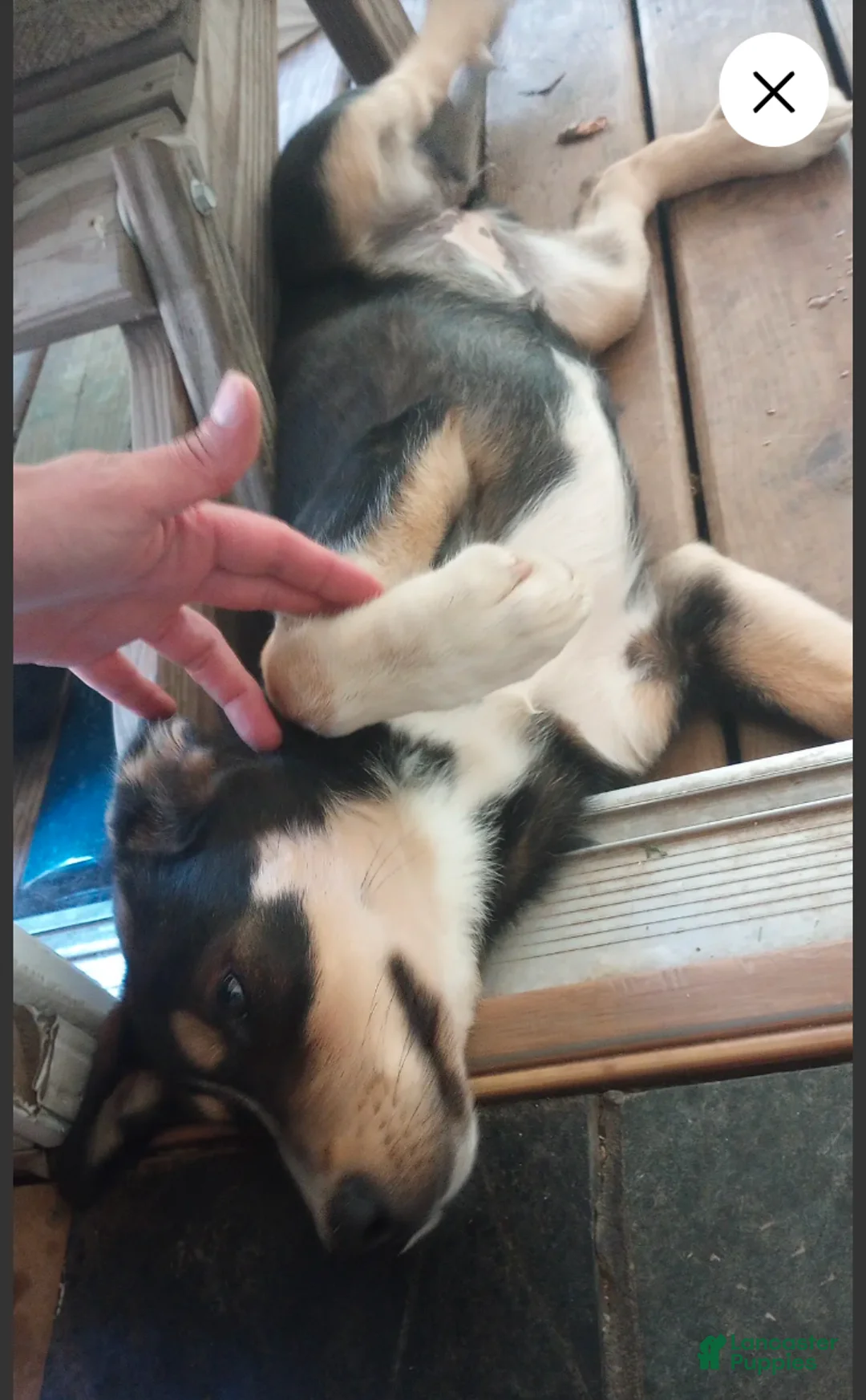 Mixed Breed dogs for sale: Cindy *SALE* - Ad 2