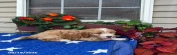 Mini Goldendoodle dogs for sale: Coby - Ad 3