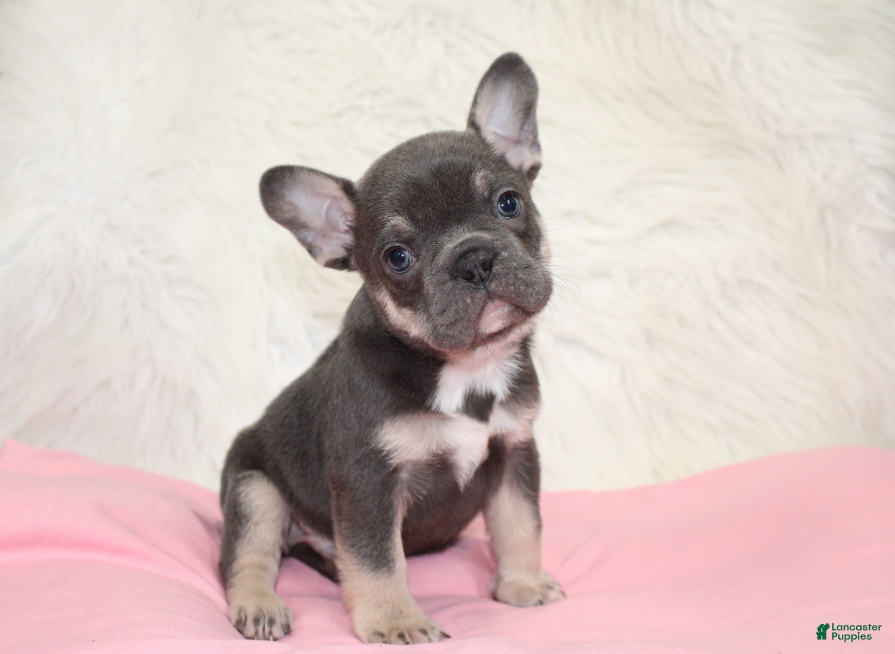 Mixed Breed dogs Ty - Ad 19