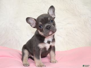 Mixed Breed dogs Ty - Ad 19