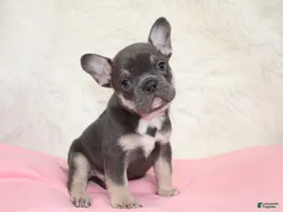 Mixed Breed dogs Ty - Ad 26