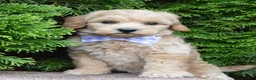 Mini Goldendoodle dogs for sale: Mini Ginger - Ad 19