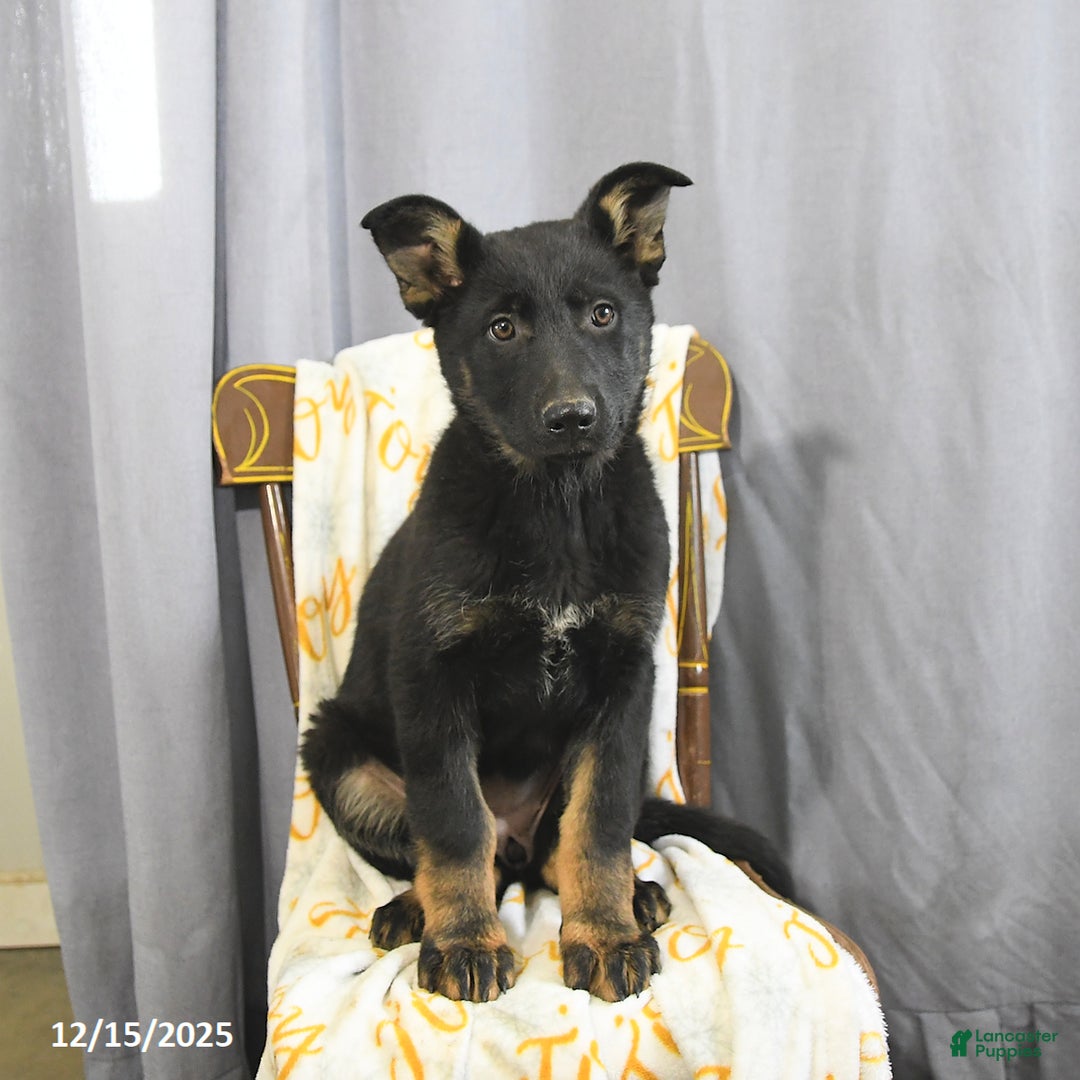 German Shepherd dogs for sale: Candy - Ad 3