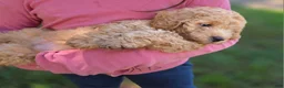 Goldendoodle dogs for sale: Mini Goldendoodle Male  - Ad 4