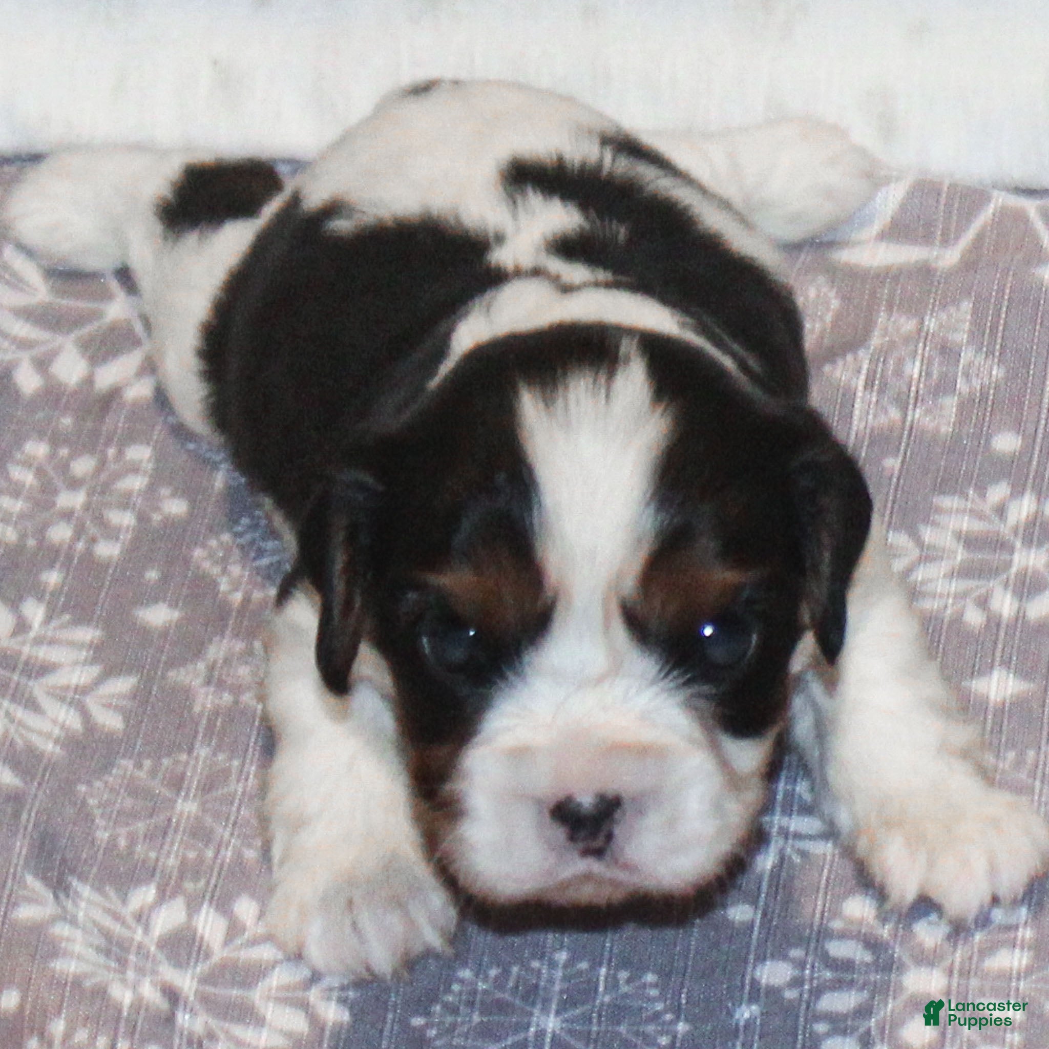 Cavalier King Charles Spaniel dogs Congo - Ad 23