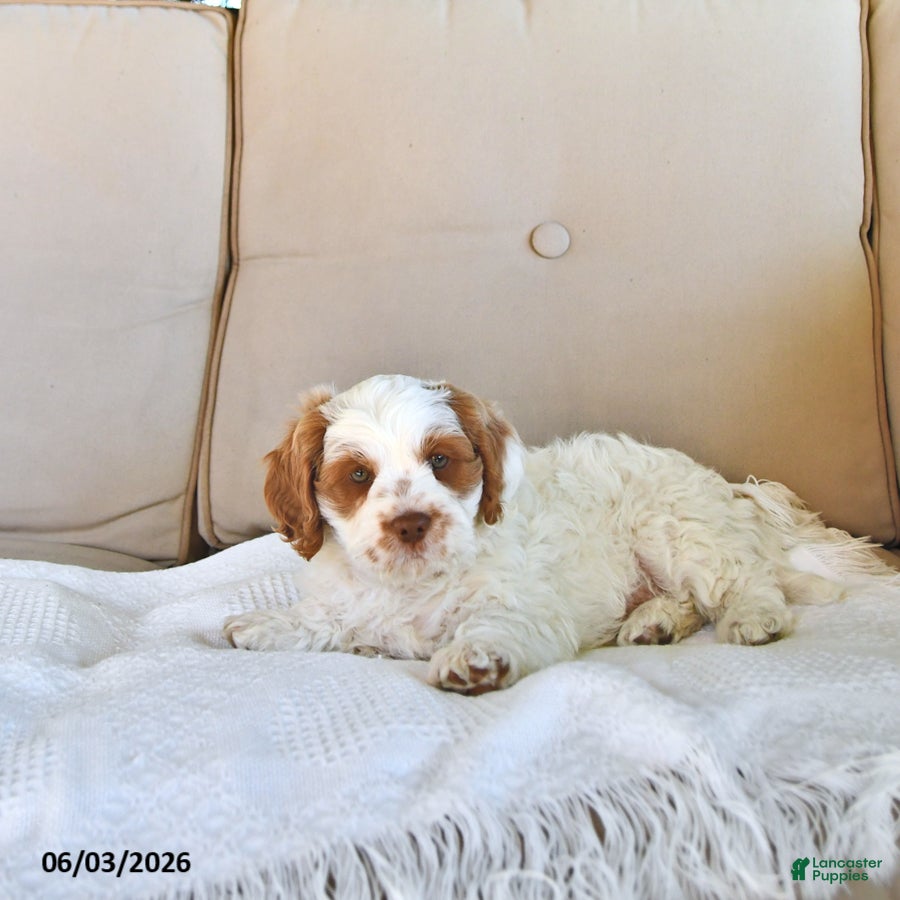Cavapoo dogs for sale: Tyler - Ad 3