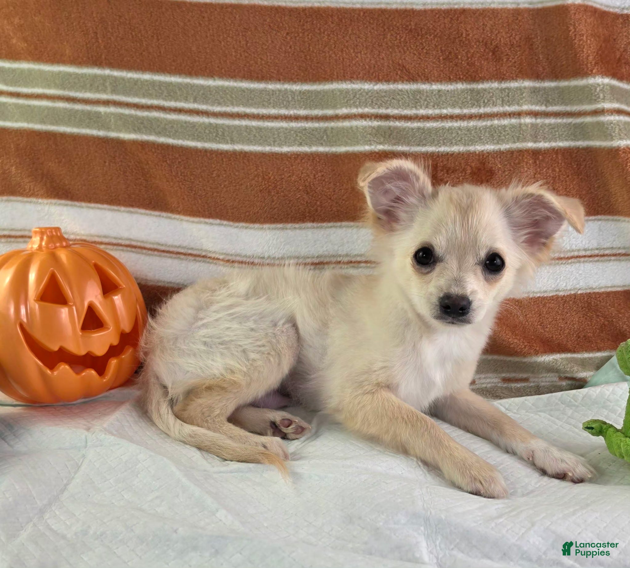 Nelly (Chihuahua, Male) in Brooksville, KY