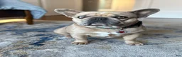 French Bulldog dogs for sale: French Bulldog Puppy 2 - Ad 3