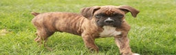 Boxer dogs for sale: Norris - Ad 2