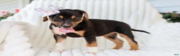 Mixed Breed dogs for sale: Annabelle Beagle Mix Pup - Ad 5