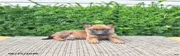 Mixed Breed dogs for sale: Archie - Ad 4