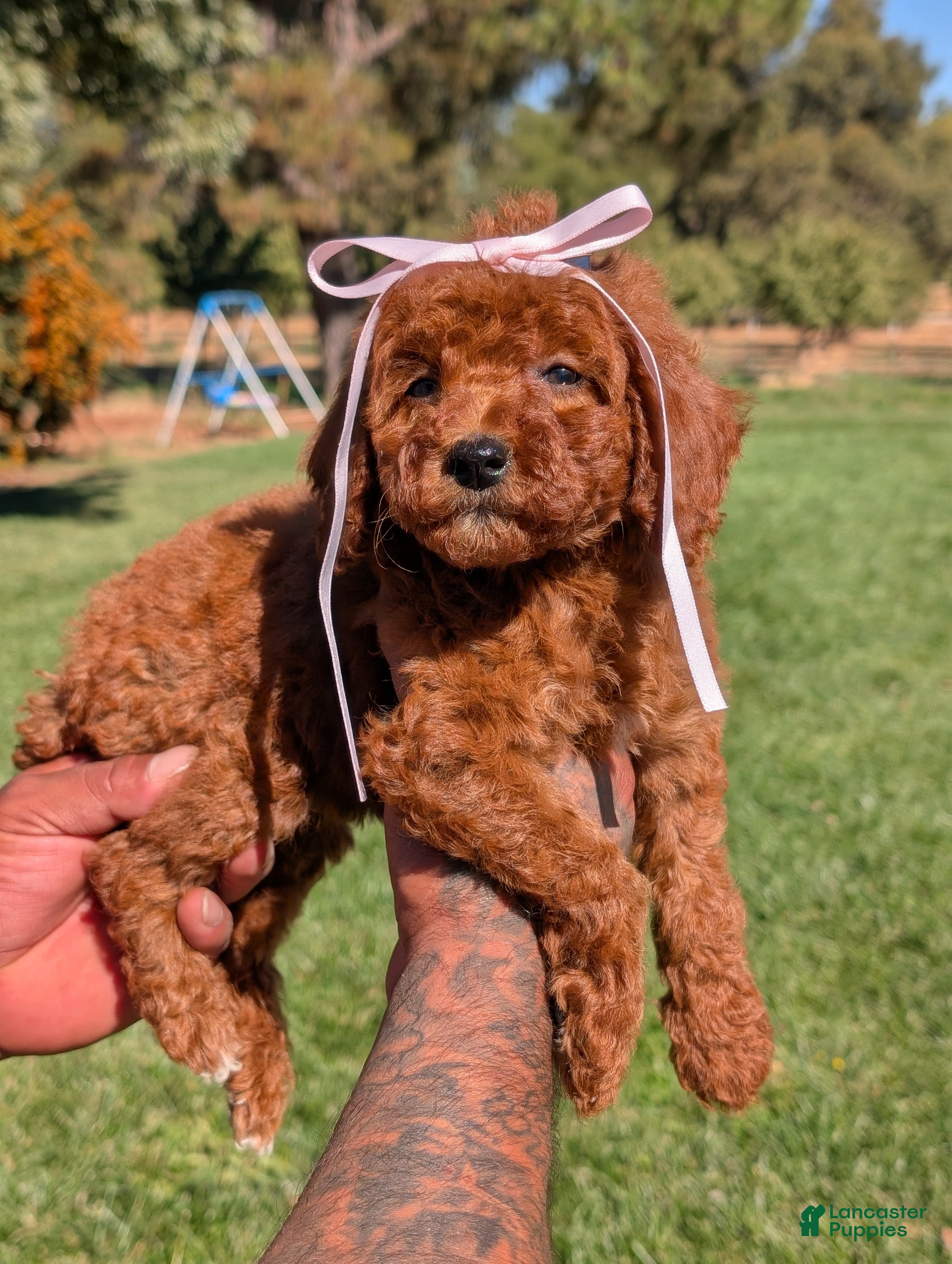 Mini Goldendoodle dogs 🍁 MAPLE  - Ad 2