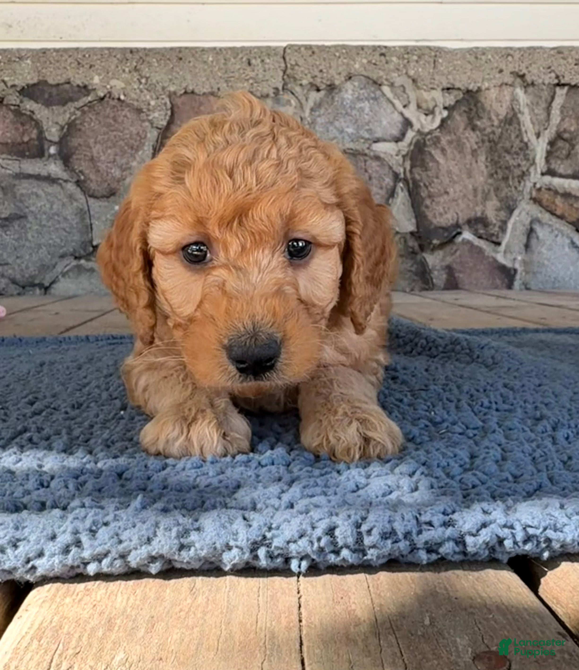 Mini Goldendoodle dogs Carl - Ad 2