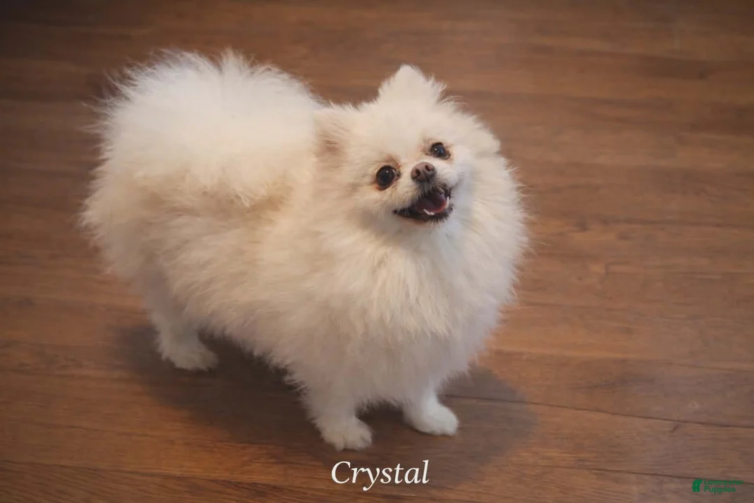 Pomeranian dogs for sale: Timber - Ad 5