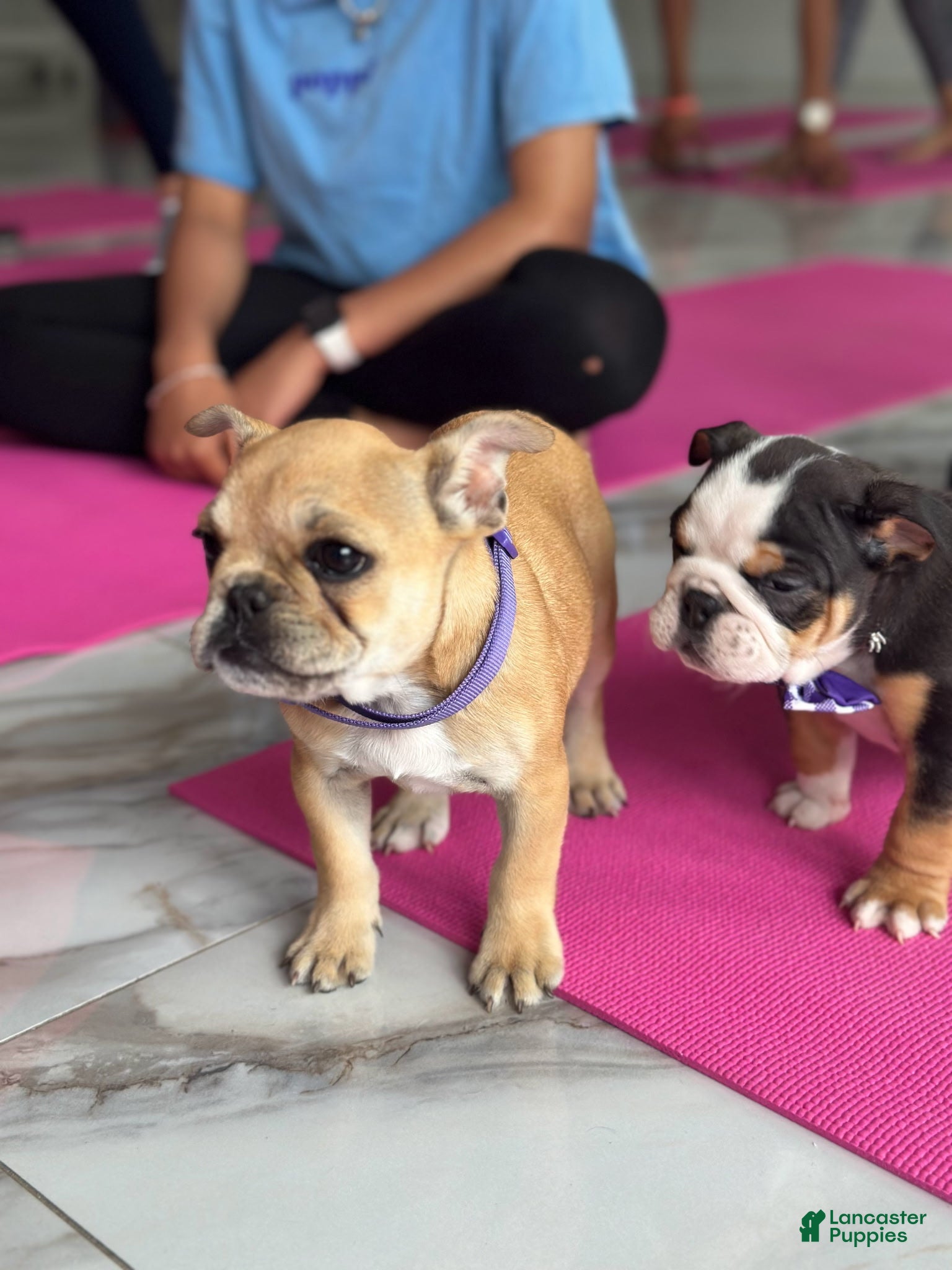 French Bulldog dogs Uri - Ad 2