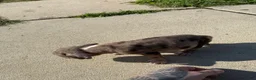 American Bully dogs for sale: Lily - Ad 1