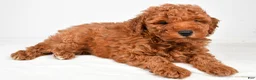 Miniature Poodle dogs for sale: Benson - Ad 6