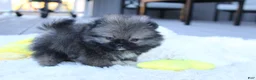 Pomeranian dogs for sale: Teacup Theo - Ad 7