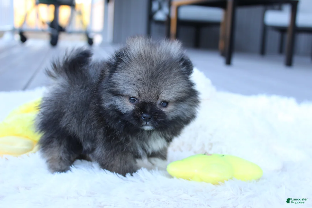 Pomeranian dogs for sale: Teacup Theo - Ad 7