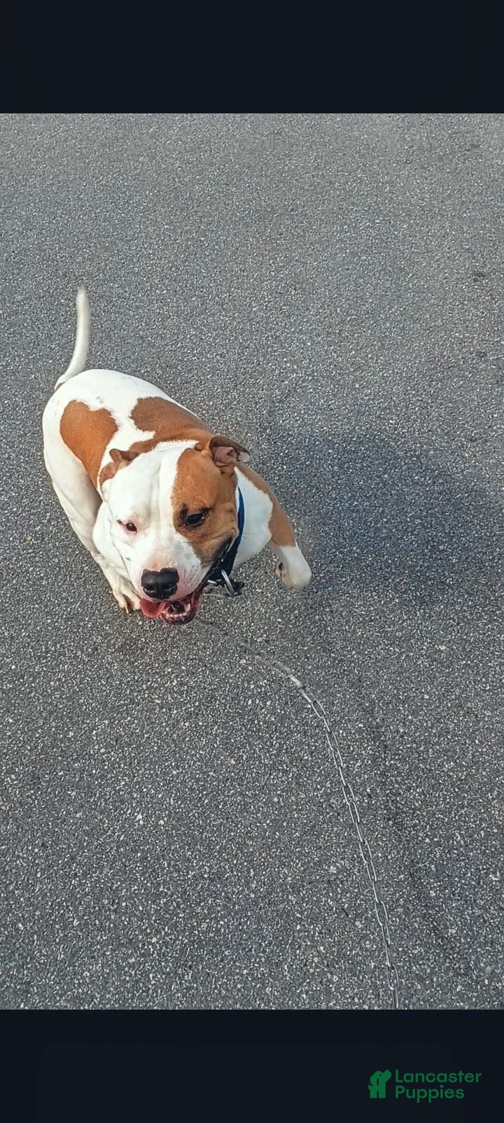 American Pit Bull Terrier dogs American Pit Bull Terrier 1 - Ad 1