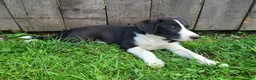 Mixed Breed dogs for sale: Winnie  - Ad 3