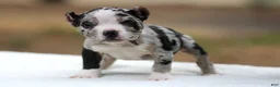 American Bully dogs for sale: Black Merle Female - Ad 5