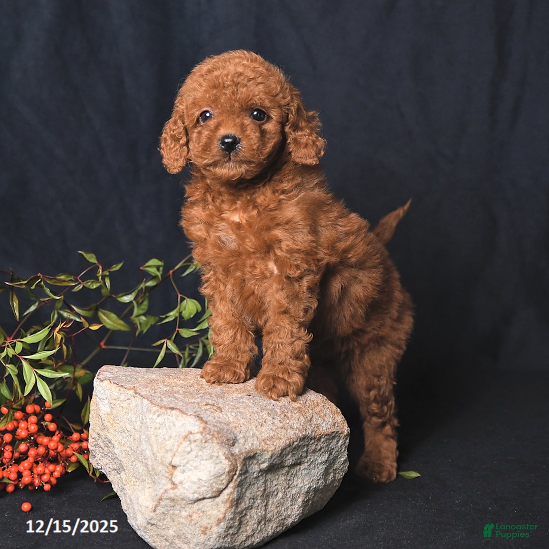 Miniature Poodle dogs for sale: Immanuel - Ad 4