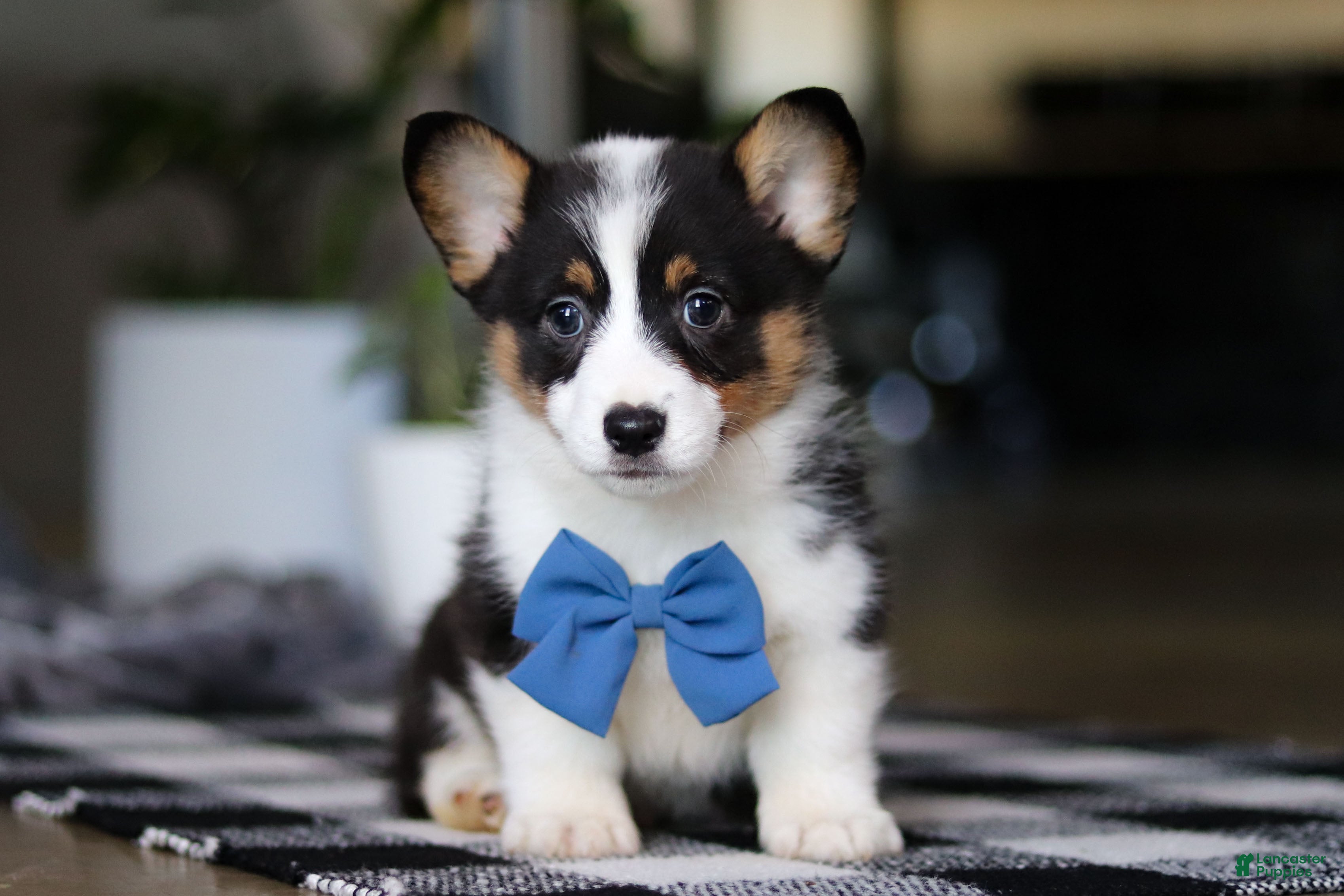 Welsh Corgi Pembroke dogs Biscuit - Ad 42