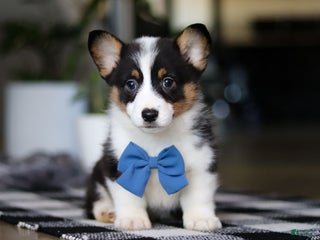 Welsh Corgi Pembroke dogs Biscuit - Ad 31