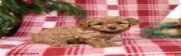 Toy Poodle dogs for sale: Ginger - Ad 3