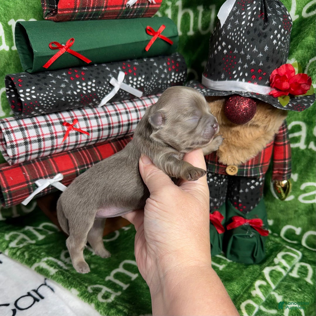 Chihuahua dogs for sale: Aurora Long Coat Lavender  - Ad 3