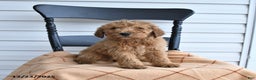 Goldendoodle dogs for sale: Bear - Ad 2