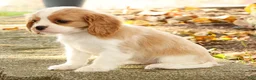 Cavalier King Charles Spaniel dogs for sale: Zoe - Ad 8
