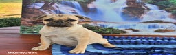 Pug dogs for sale: Sparky - Ad 16