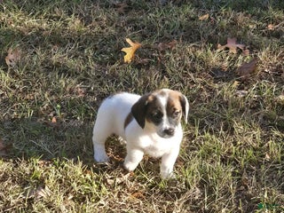 Mixed Breed dogs Mixed Breed Puppy 1 - Ad 10