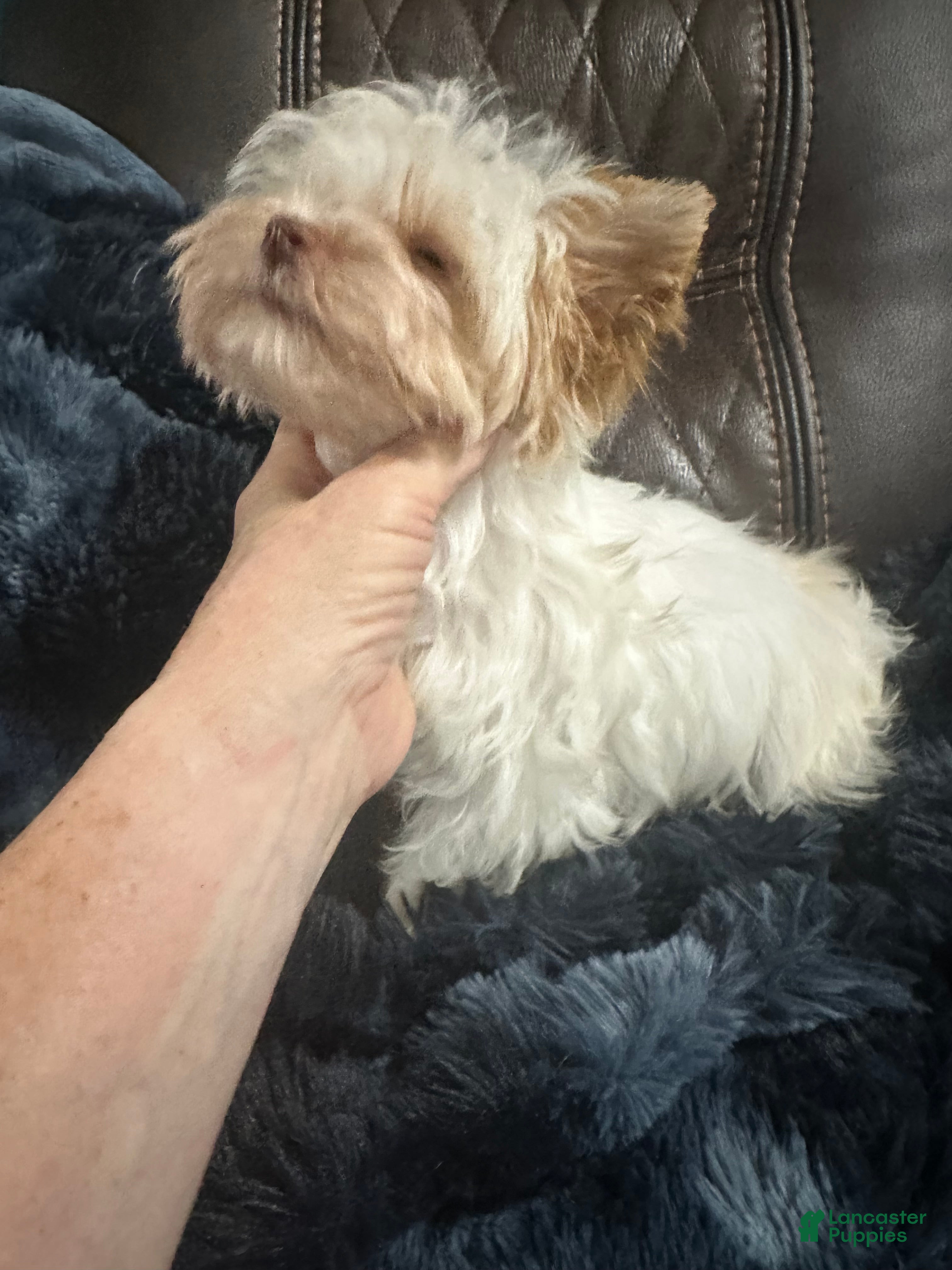 Yorkshire Terrier dogs AKC Harlow - Ad 1