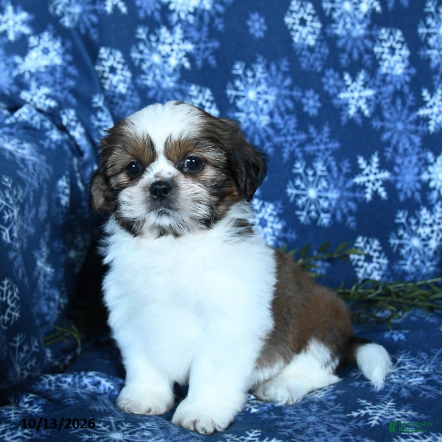 Shih Tzu dogs Kevin - Ad 2