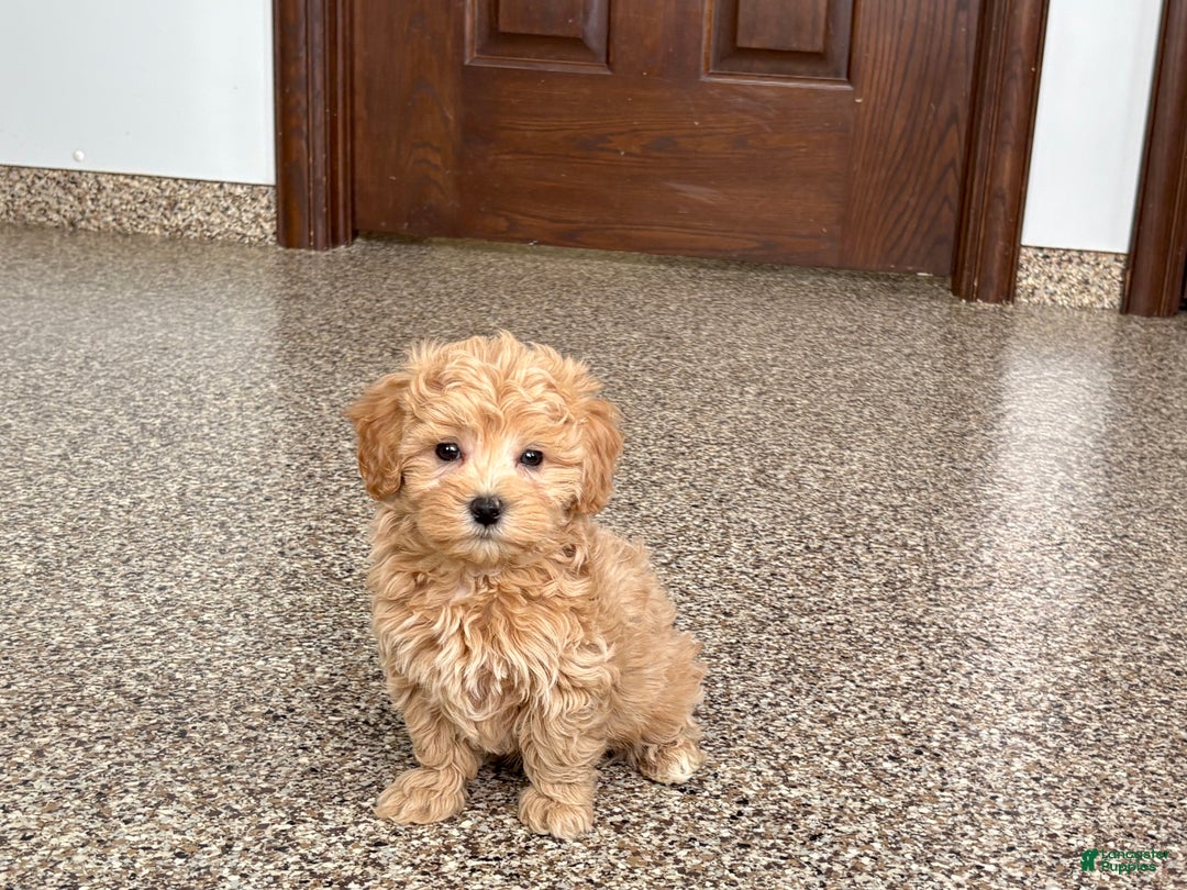 Maltipoo dogs for sale: Terry - Ad 6