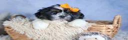 Shih Tzu dogs for sale: HARLEY - Ad 6
