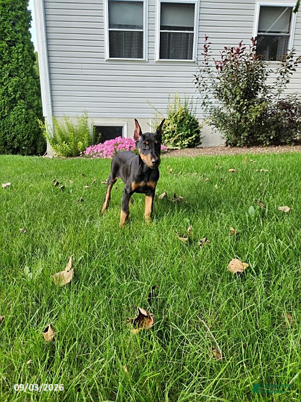 Doberman Pinscher dogs Knox - Ad 1