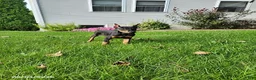 Doberman Pinscher dogs for sale: Knox - Ad 1
