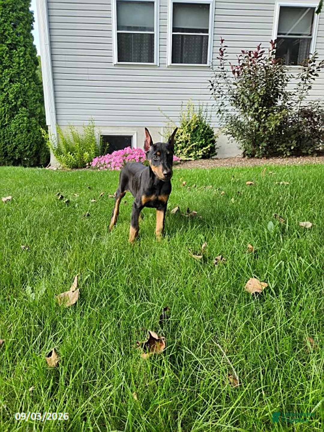 Doberman Pinscher dogs for sale: Knox - Ad 1