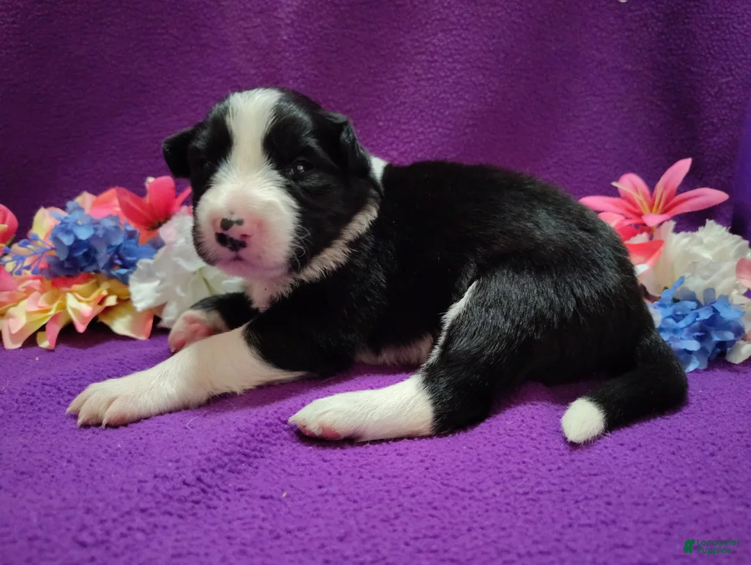 Border Collie dogs for sale: Ally - Ad 8