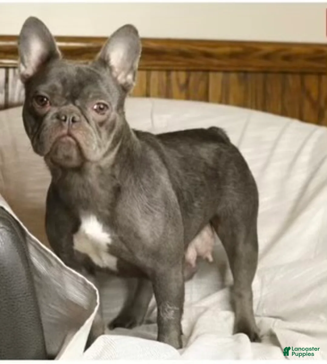 French Bulldog dogs for sale: Caste - Ad 7