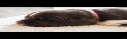 Newfoundland dogs for sale: Nixie (pink collar) - Ad 2