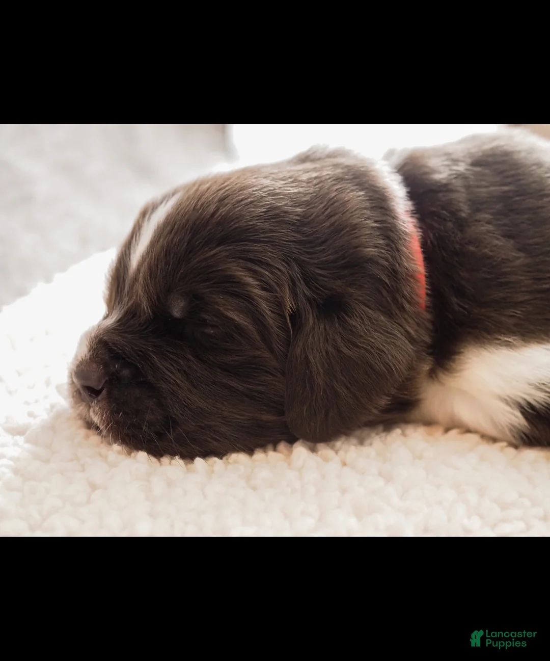 Newfoundland dogs for sale: Nixie (pink collar) - Ad 2