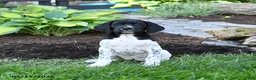 German Shorthaired Pointer dogs for sale: Polly - Ad 3