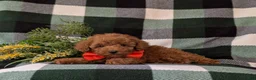 Toy Poodle dogs for sale: Wilson 7 lbs Full Grown - Ad 7