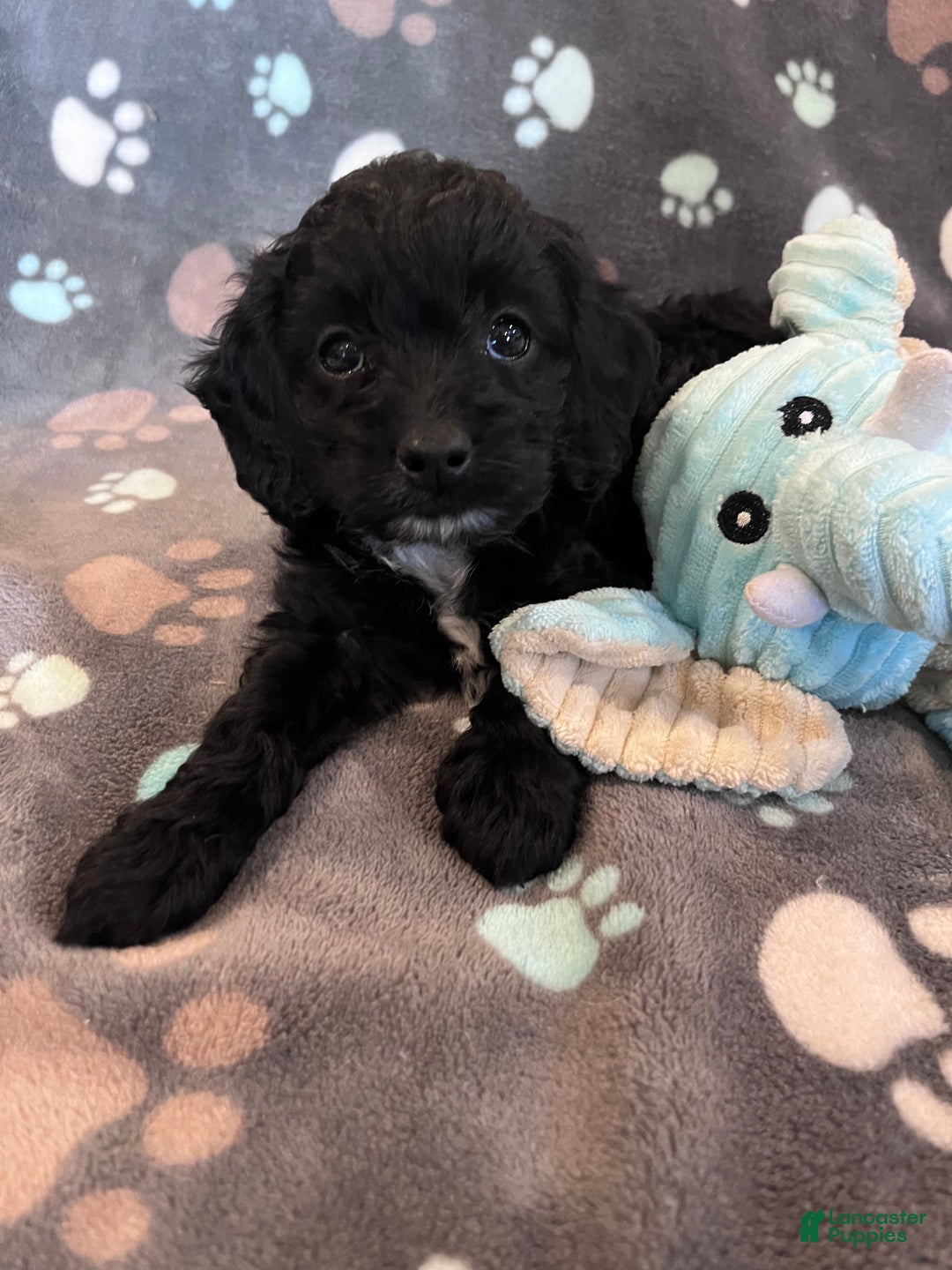 Cockapoo dogs for sale: Cockapoo Puppy 1 - Ad 8