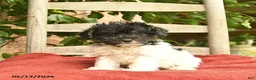 Yorkiepoo dogs for sale: Crystal  - Ad 3